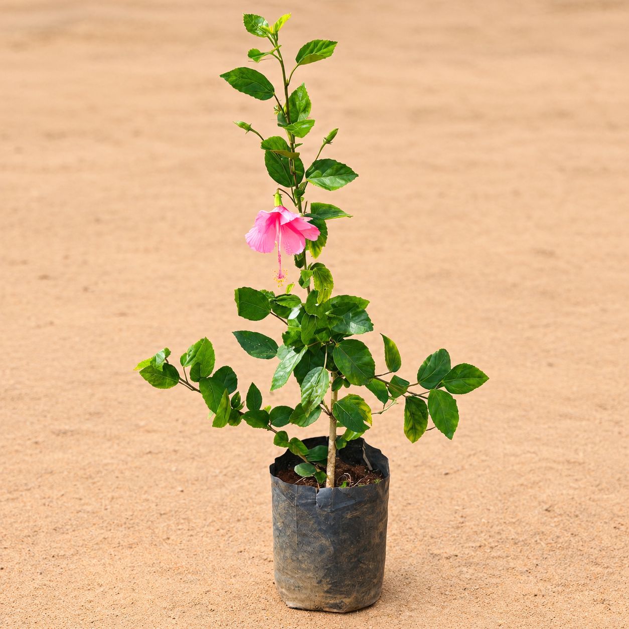Hibiscus / Gudhal Pink in 6 Inch Nursery Bag