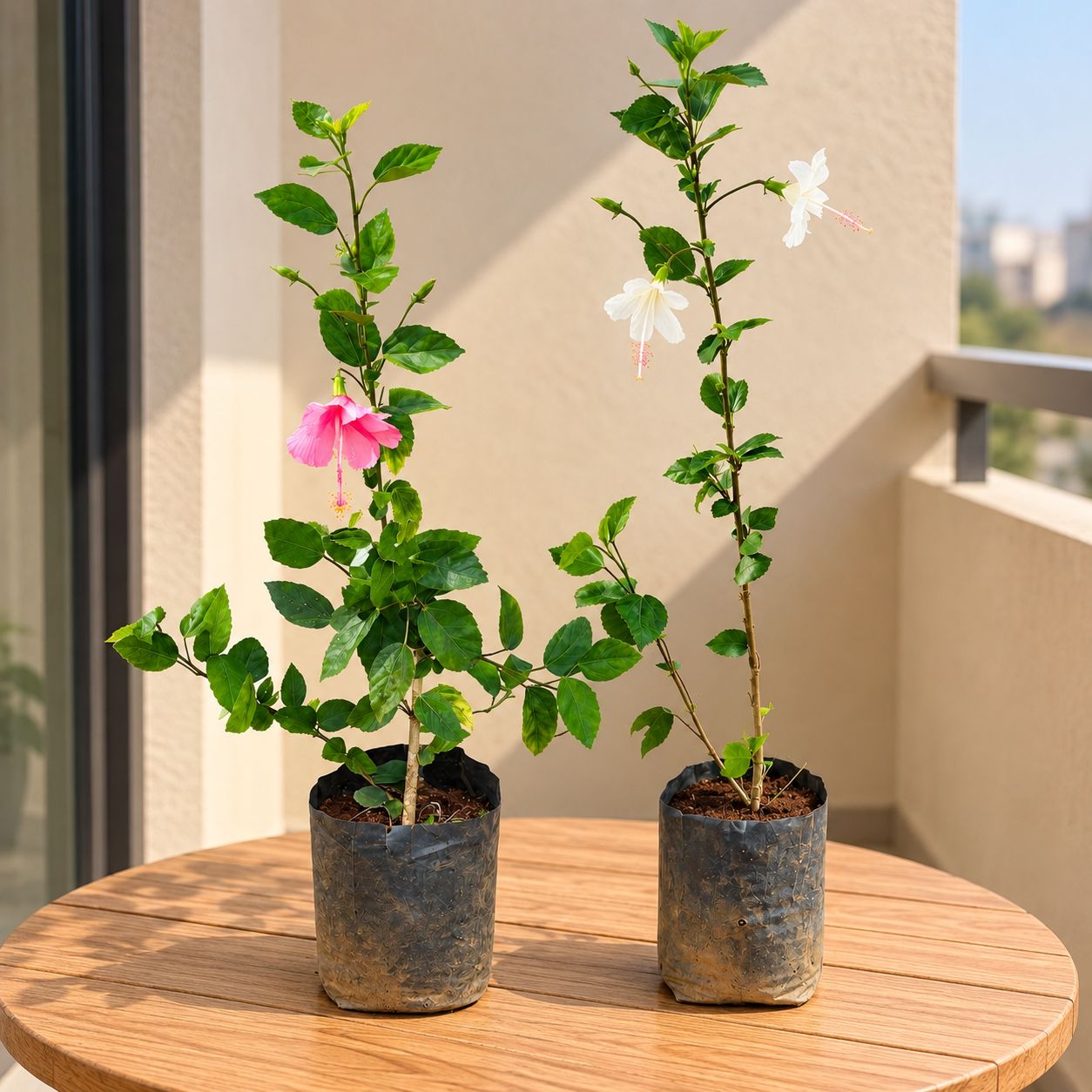 Happy Hibiscus Duo - Set of 2- Hibiscus / Gudhal White & Pink in 6 Inch Nursery Bag