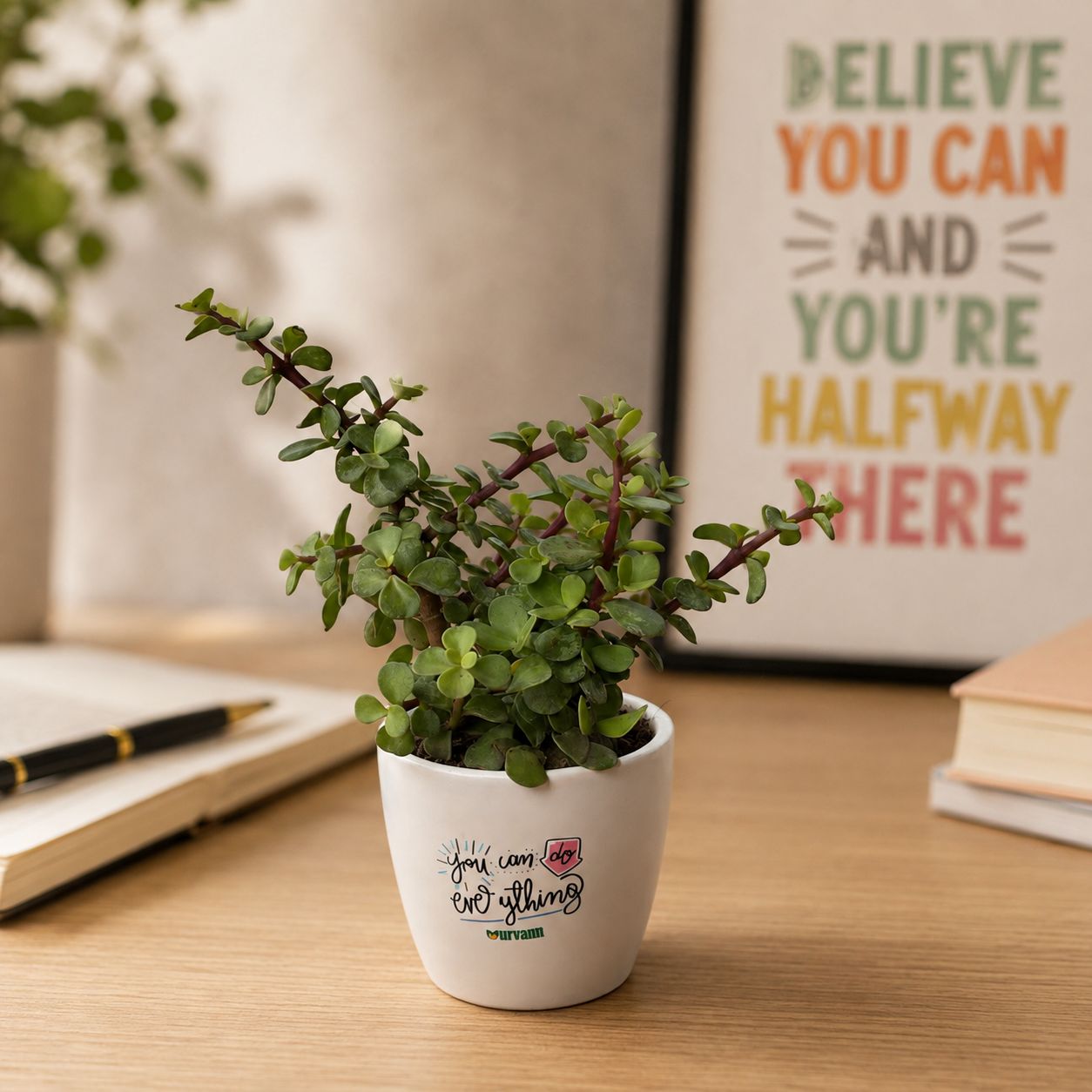 Jade Plant in 4 inch You can do Everything Ceramic Pot in Premium Gifting Box