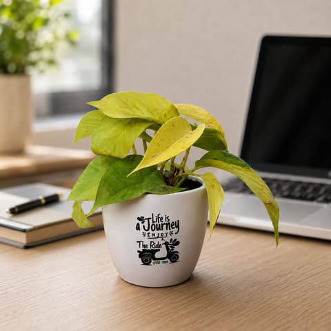 Money Plant Golden in 4 inch Life is a journey Ceramic Pot in Premium Gifting Box