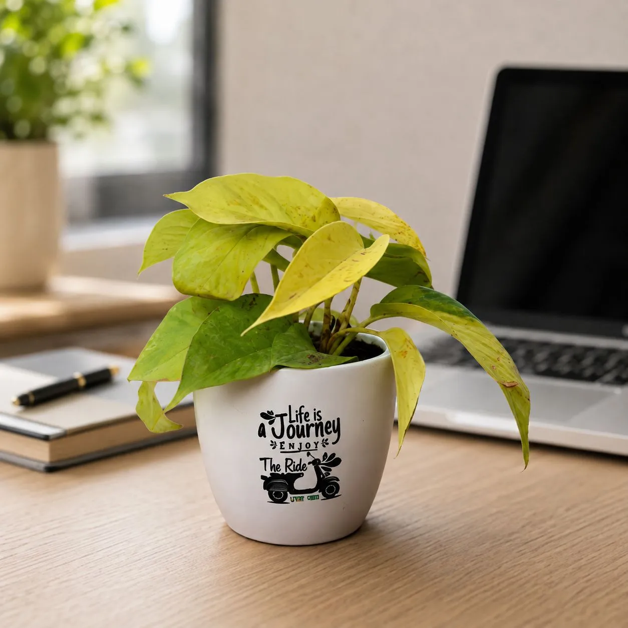 Money Plant Golden in 4 inch Life is a journey Ceramic Pot in Premium Gifting Box