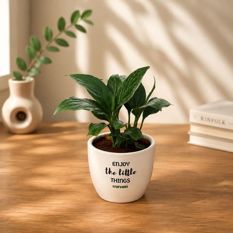 Peace Lily in 4 inch Enjoy the Little Things Ceramic Pot in Premium Gifting Box