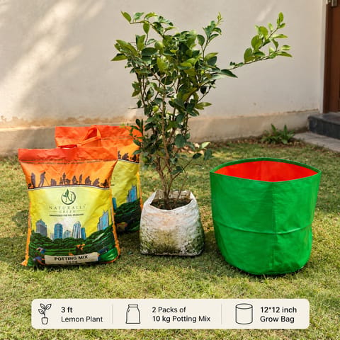 Lemon Grow Kit - Kagzi Lemon / Nimbu (~ 3 years old) (~2 ft) in 8 Inch Nursery Bag + 12 X 12 Inch KIVO Grow Bag + 10 kg Potting Mix | Freshly Sourced Lemon from Kolkata | Complete Garden Kit