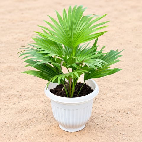 China Palm in 8 Inch White Olive Plastic Pot