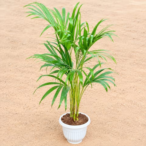 Areca Palm (~ 3 ft) in 8 Inch Classy White Plastic Pot