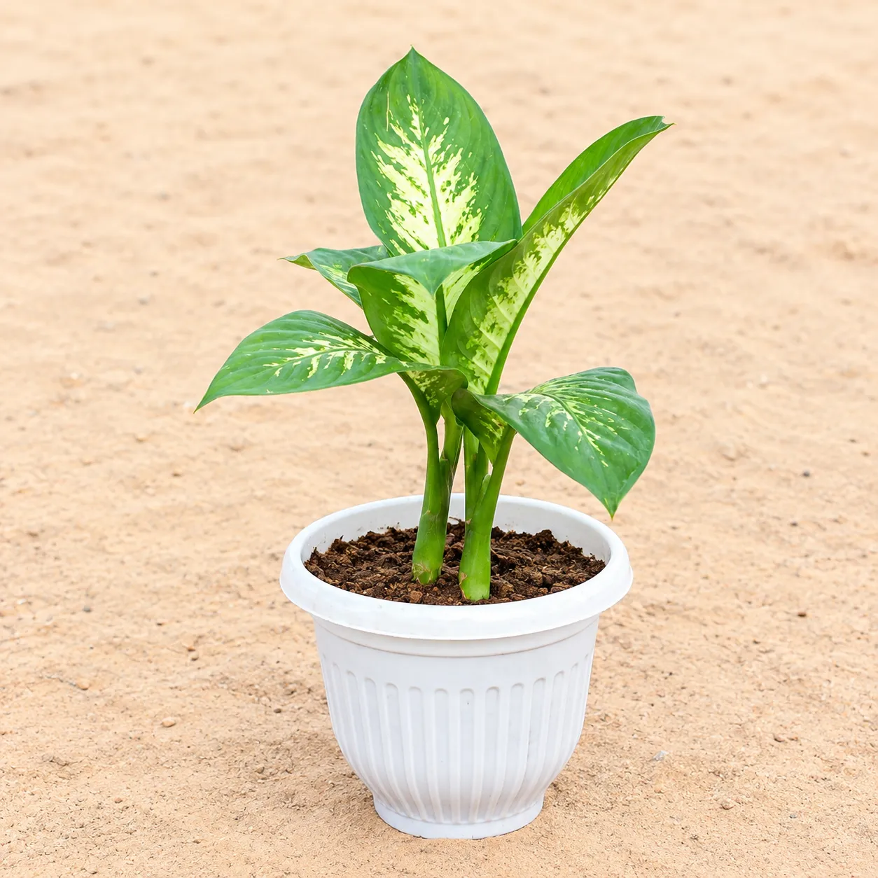 Dieffenbachia Seguine in 8 Inch White Olive Plastic Pot