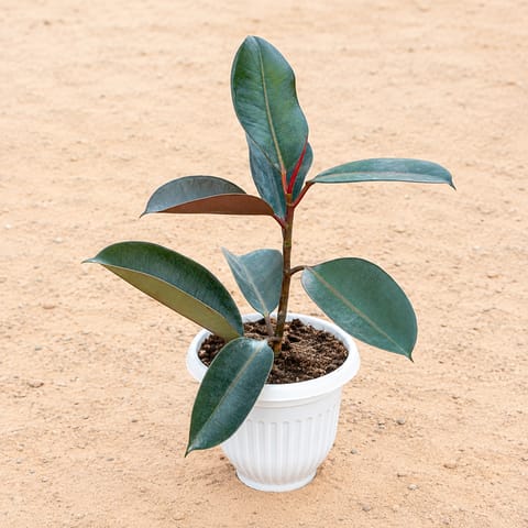 Rubber Black (~ 1.5 Ft) in 8 Inch White Olive Plastic Pot