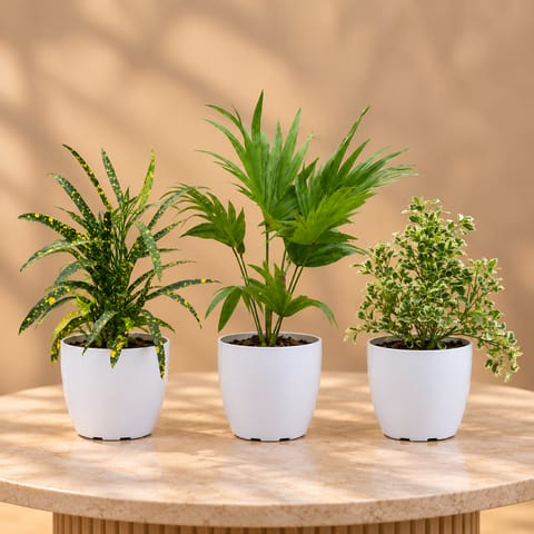 Desk Plants Combo - Set of 3 - Croton Chironji, Aralia White & China Palm / Fan Palm in 6 Inch White Premium Orchid Round Plastic Pot | Indoor Plants