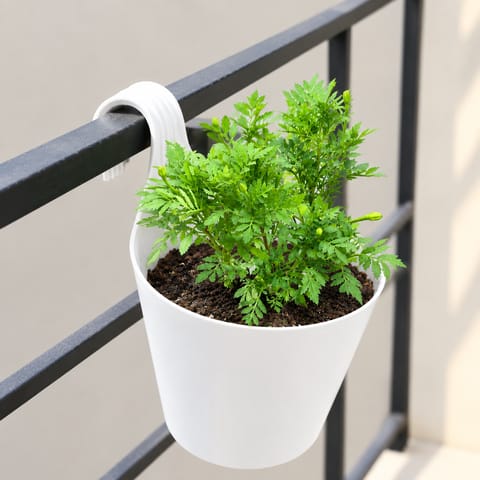 Marigold / Genda French (Any Colour) in 8 Inch White Single Hook Hanging Plastic Pot