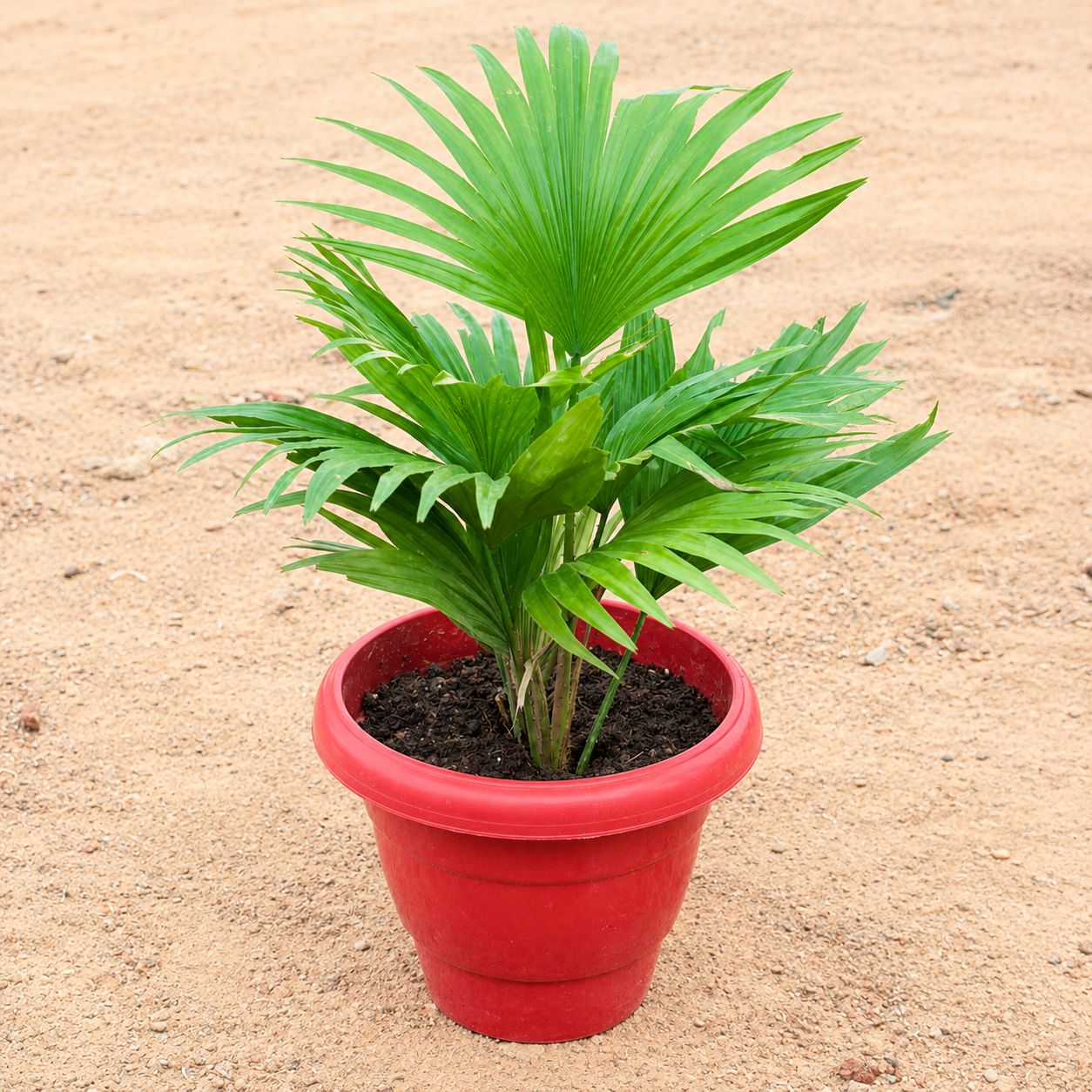 China Palm / Fan Palm in 8 Inch Red Terracotta Classy Plastic pot
