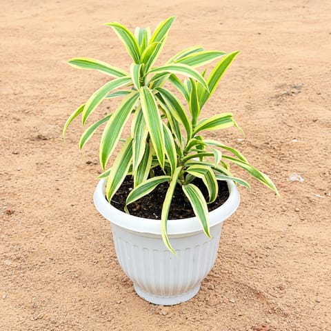 Song Of India in 8 Inch White Olive Plastic Pot