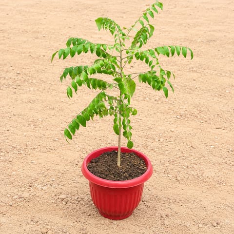 Curry Patta (1 Ft) in 8 Inch Red Terracotta Olive Plastic Pot
