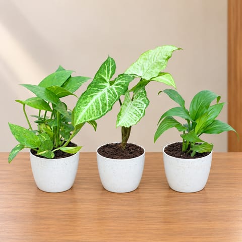 Beautiful Table Top Combo - Set of 3 - Money Plant, Syngonium Green & Peace Lily in 4 Inch White Orchid Plastic Pot