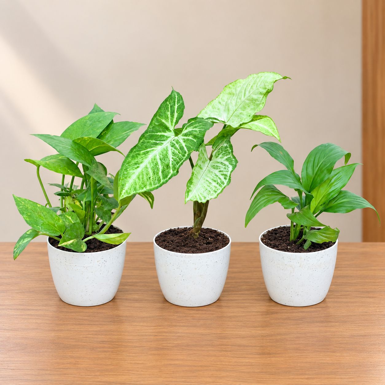 Beautiful Table Top Combo - Set of 3 - Money Plant, Syngonium Green & Peace Lily in 4 Inch White Orchid Plastic Pot