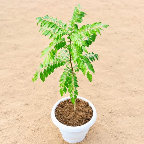 Curry Patta (~ 2 Ft) in 8 Inch White Classy Plastic Pot