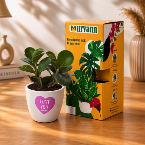 Peperomia/Baby rubber in 4 inch Love You Ceramic Pot in Premium Gifting Box