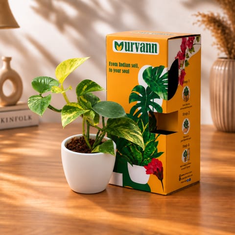 Money Plant Green in 4 Inch White Classy Cup Ceramic Pot in Premium Gifting Box