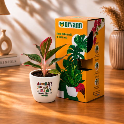 Aglaonema Lipstick in 4 inch A Small Gift to say a big Thank You Ceramic Pot in Premium Gifting Box