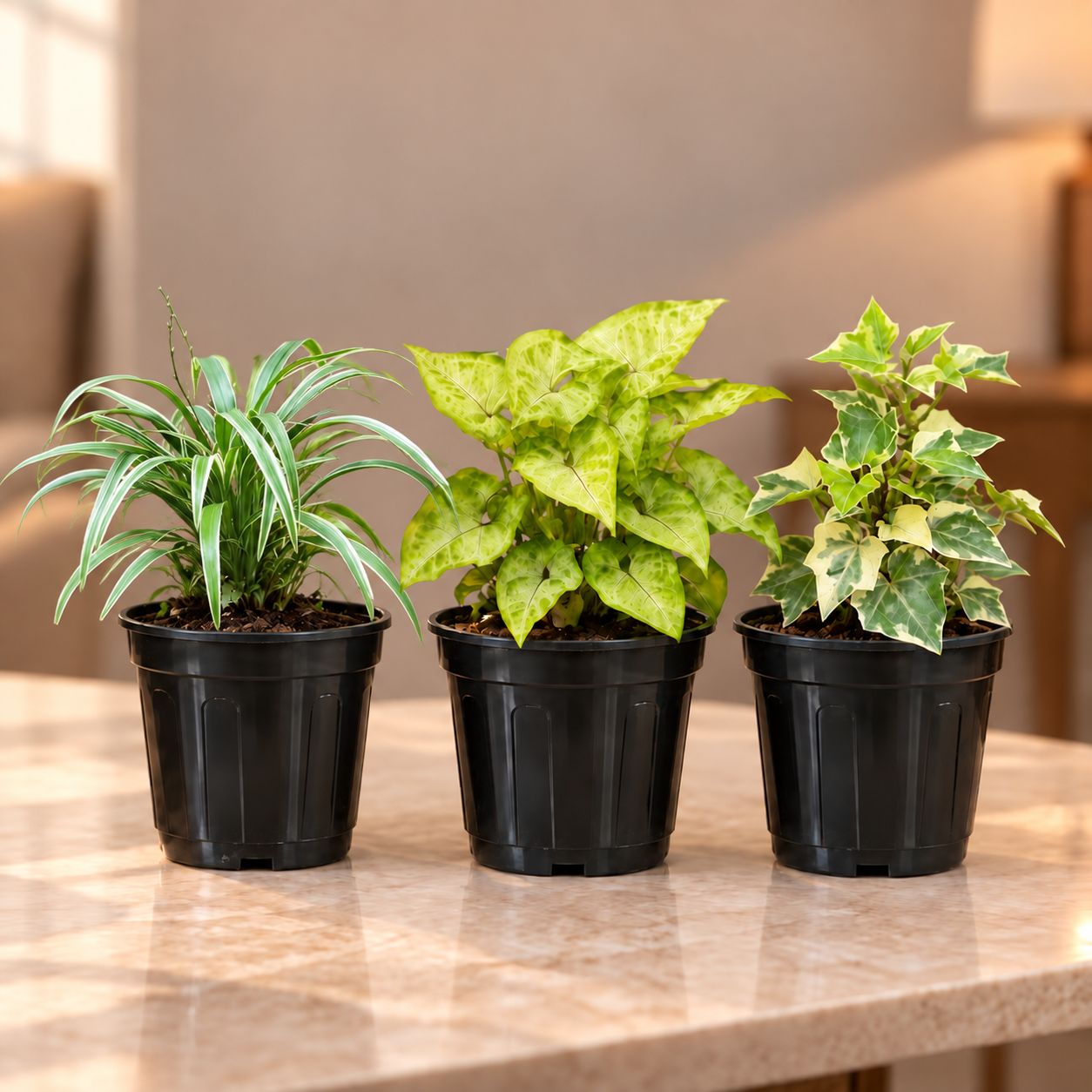 Fast Growing Plants Combo - Set of 3 - English Ivy, Syngonium White, Spider Green in 4 Inch Nursery Pot