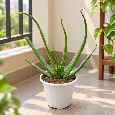 Aloe Vera in 6 Inch White Super Nursery Pot