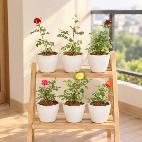 Six Roses of Romance - Set of 6 - Roses (Any colour) in 08 Inch White Marble Premium Milo Round Plastic Pot