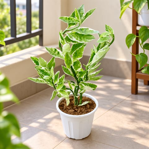 Pedilianthus / Devil's Backbone in 6 Inch White Super Nursery Pot