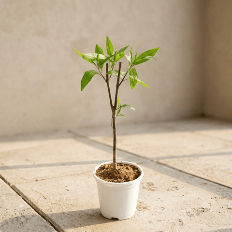 Sukh shanti in 4 Inch White Nursery Pot