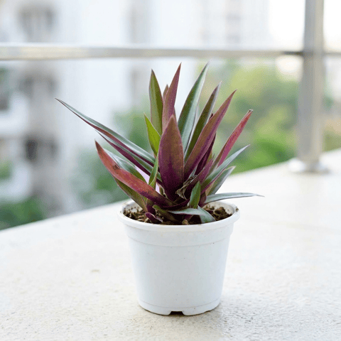 Rhoeo / Durangi in 4 Inch White Nursery Pot