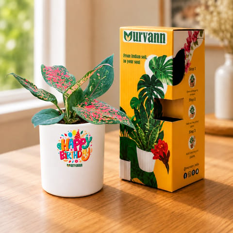 Air Purifying - Aglaonema Pink in 4 inch Happy Birthday  White Glossy Stem Pipe Ceramic Planter in Premium Gifting Box
