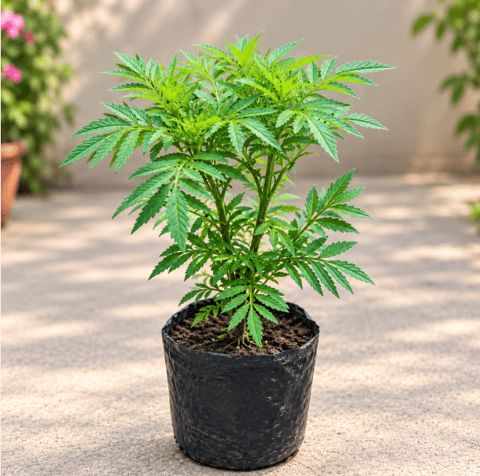 Marigold (any colour) in 4 Inch Nursery Bag