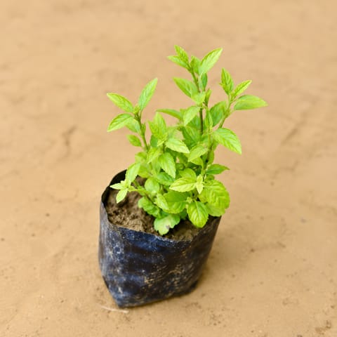 Wishbone / Torenia (Any Colour) in 3 Inch Nursery Bag