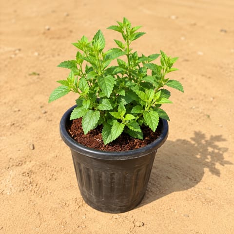 Wishbone / Torenia (any colour) in 6 Inch Nursery Pot