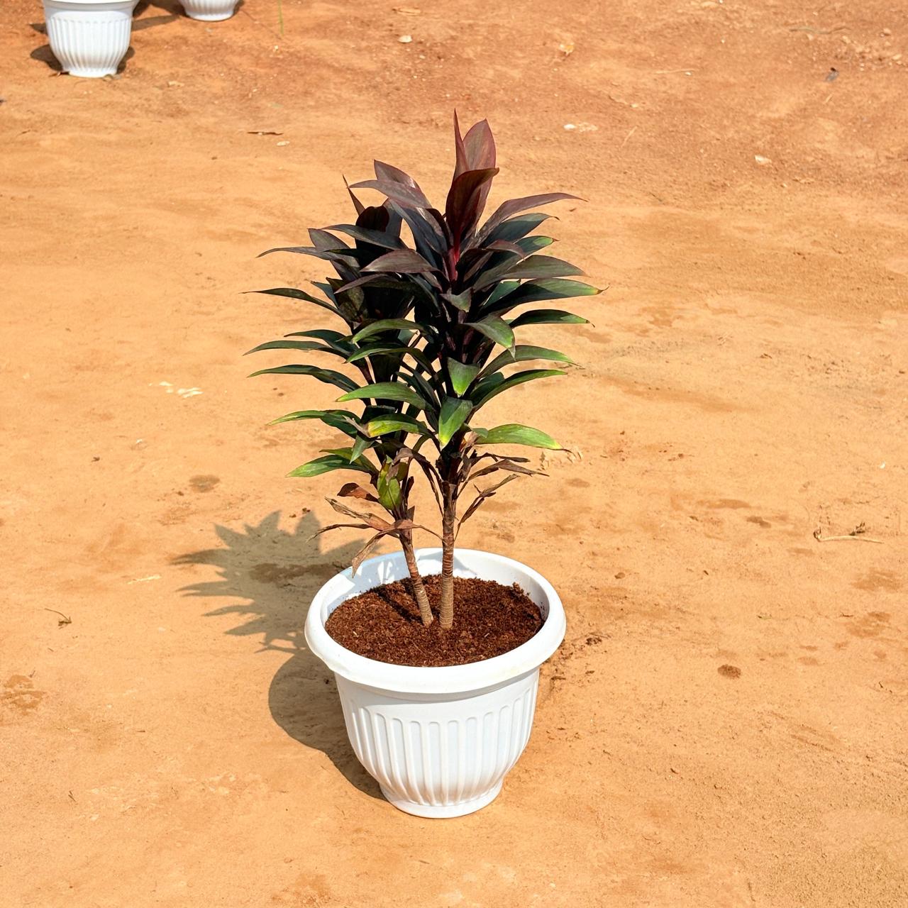 Dracaena Crimson Crush in 8 Inch White Olive Plastic Pot