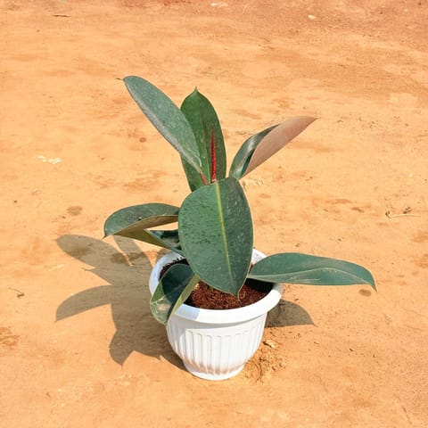 Rubber Plant in 8 Inch White Olive Plastic Pot