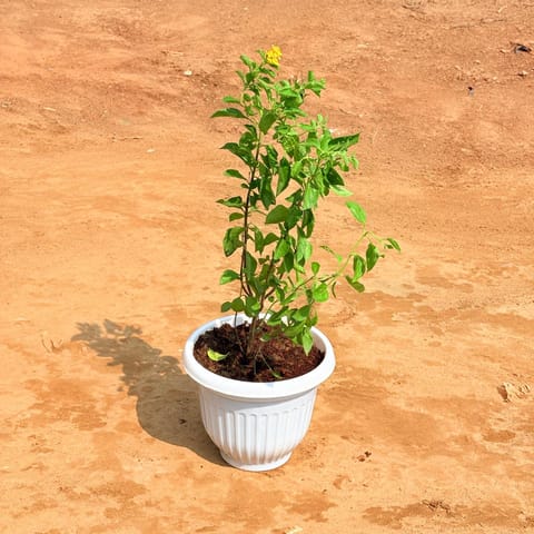 Lantana Yellow in 8 Inch White Olive Plastic Pot