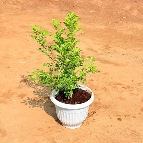 Madhu Kamini White in 8 Inch White Olive Plastic Pot