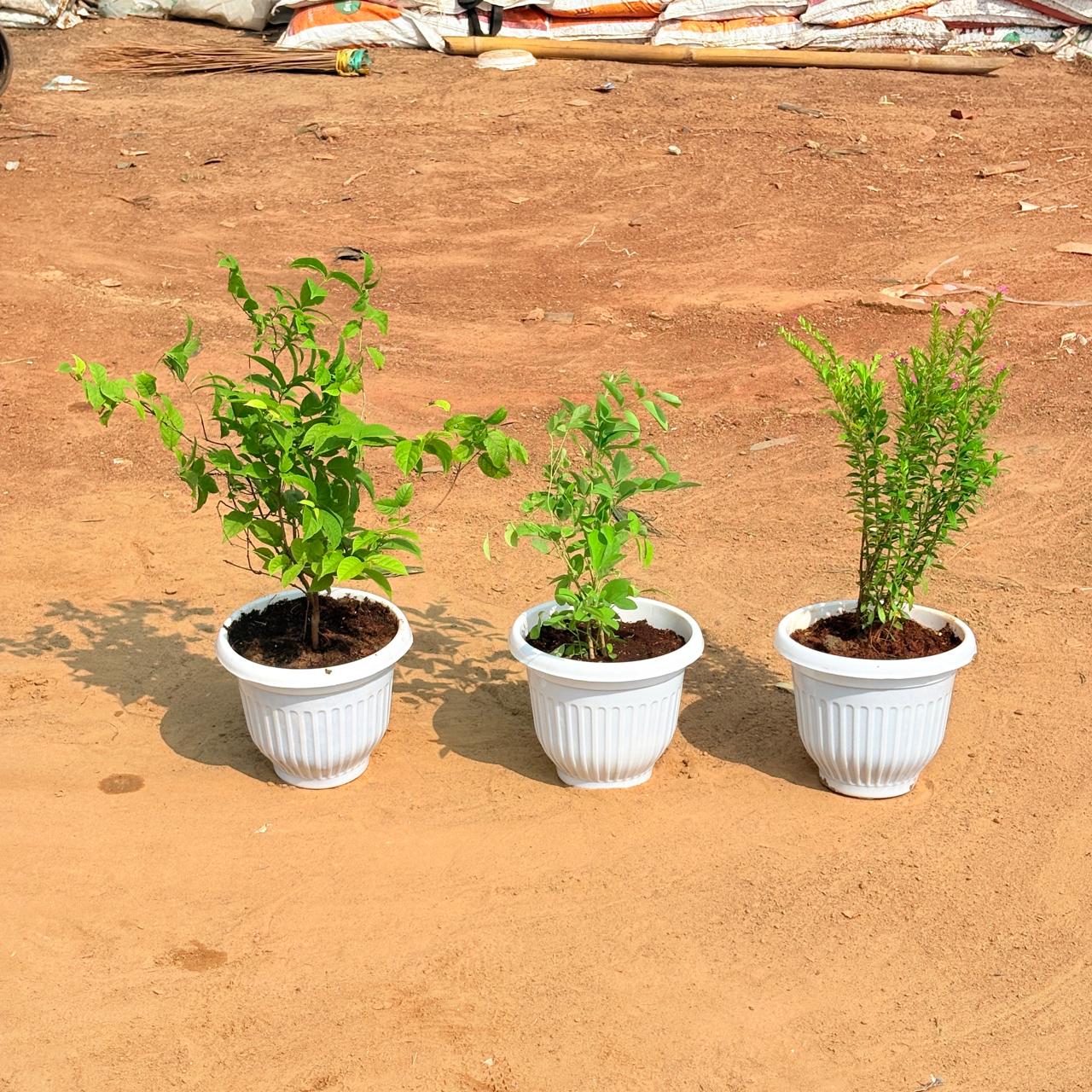 Set of 3 - Madhumalti / Rangoon Creeper Pink Pune, Aparajita / Asian Pigeonwings Blue & Cuphea / False Heather Pink in 8 Inch White Olive Plastic Pot