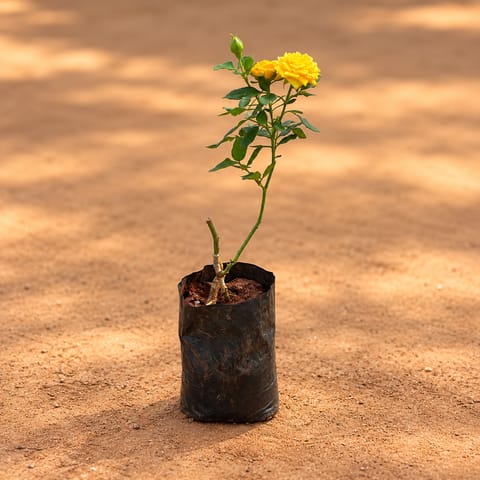Button Rose / Gulab Yellow in 6 Inch Nursery Bag