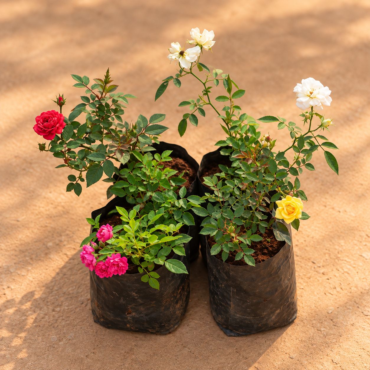 Set of 4 - Button Rose / Gulab (White, Yellow, Pink & Red) in 6 Inch Nursery Bag