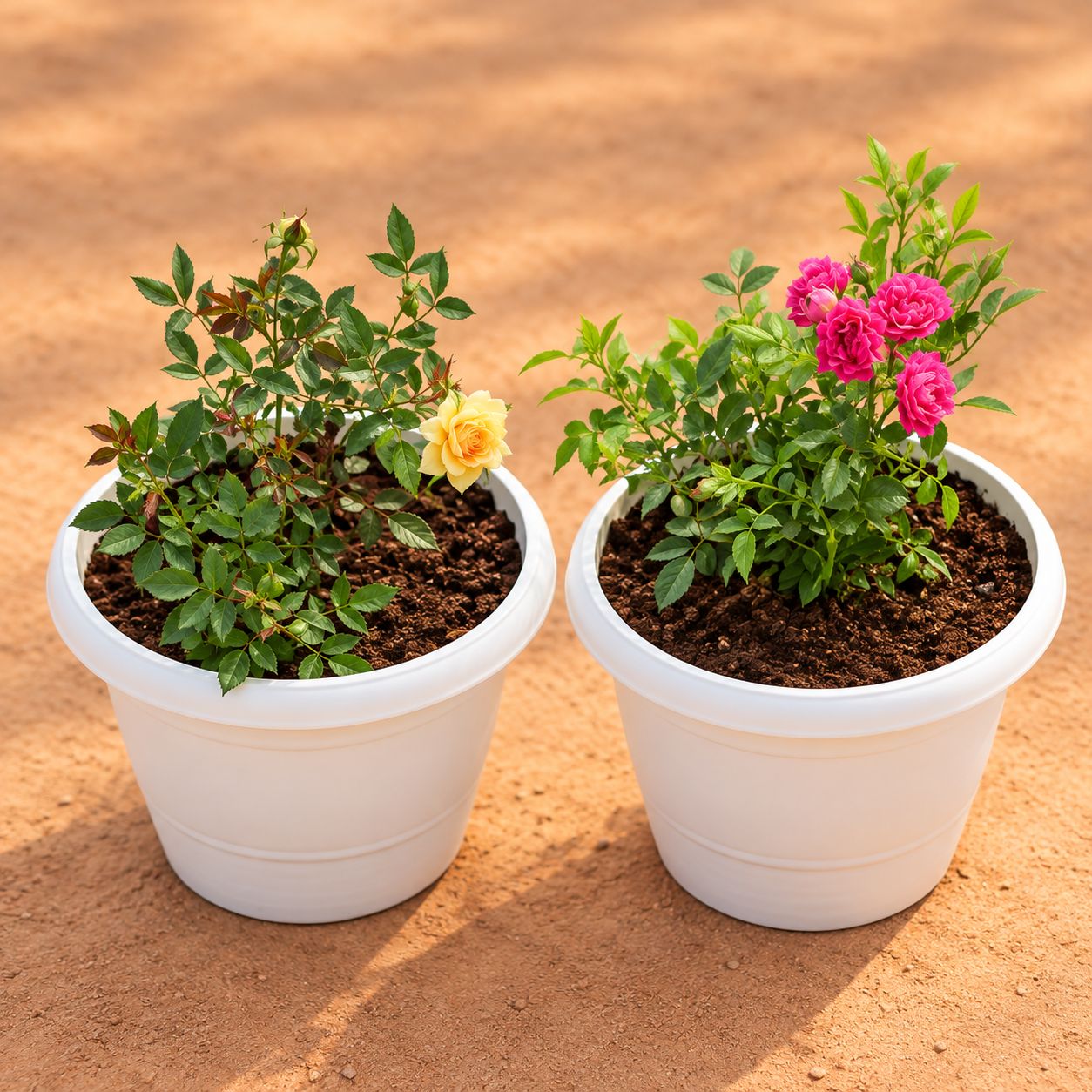 Set of 2 - Button Rose / Gulab (Pink & Yellow) in 8 Inch White Classy Plastic Pot