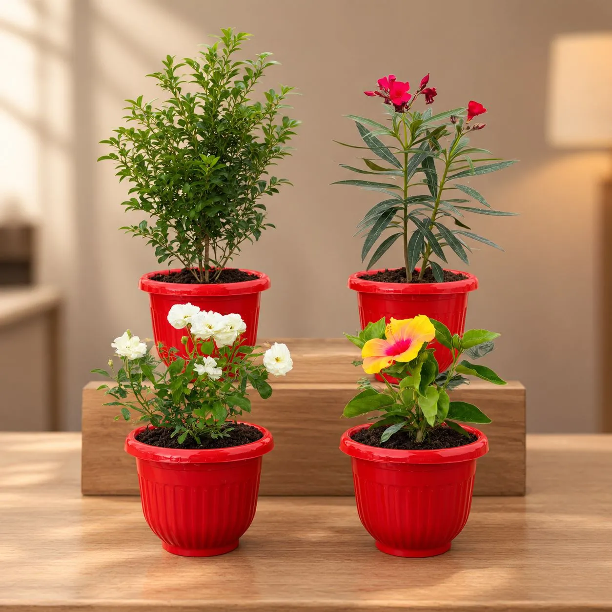 Outdoor Balcony Setup - Set of 4 - Madhu Kamini White, Kaner Pink, Button Rose & Hibiscus / Gudhal Dwarf in 8 Inch Terracotta Red Olive Plastic Pot | Balcony Makeover