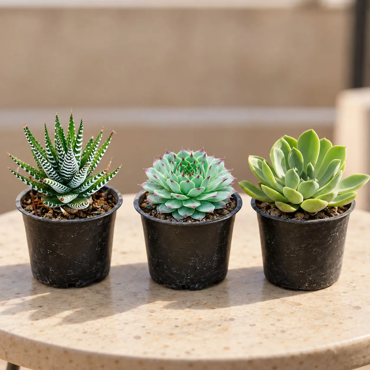 Succulent Pack - Set of 3 - Echeveria Nova Green Succulent, Haworthia Zebrina Succulent & Lakshmi Kamal Succulent in 4 Inch Nursery Pot