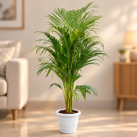 Areca palm in 10 Inch Classy White Plastic Pot