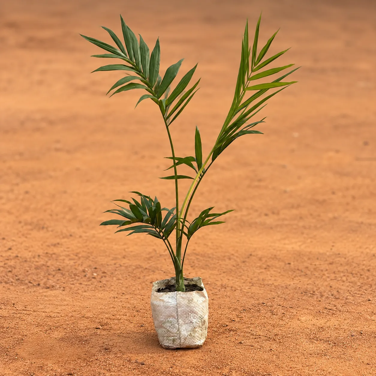 Chamaedorea Palm(~1 Ft) in 4 Inch Nursery Bag