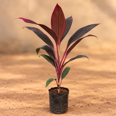 Dracaena Rosea Pune in 6 Inch Nursery Bag