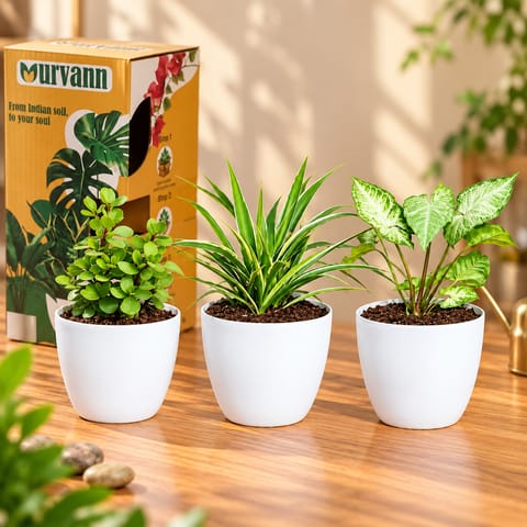 The Gifting Trio - Set of 3 - Jade, Spider & Syngonium Green in 4 Inch White Orchid Round Plastic Pot in Premium Gifting Box