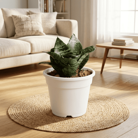 Snake Green in 4 Inch White Nursery Pot