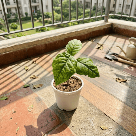 Belpatra in 4 Inch White Nursery Pot