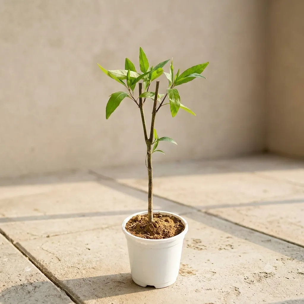 Sukh shanti in 4 Inch White Nursery Pot