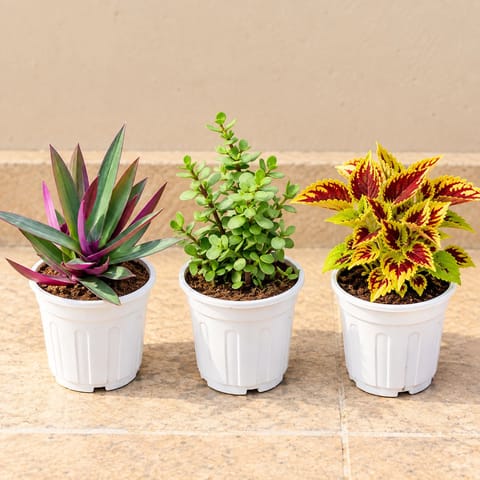 The Carefree Garden Trio - Set of 3 - Rhoeo / Durangi, Jade & Coleus in 6 Inch White Nursery pots